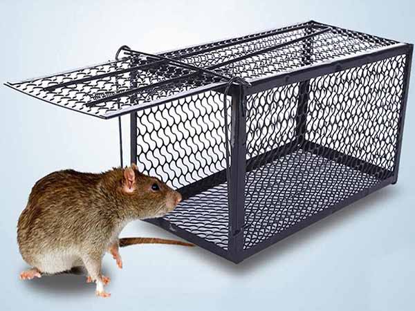 Cách làm bẫy chuột đơn giản và hiệu quả trong nhà